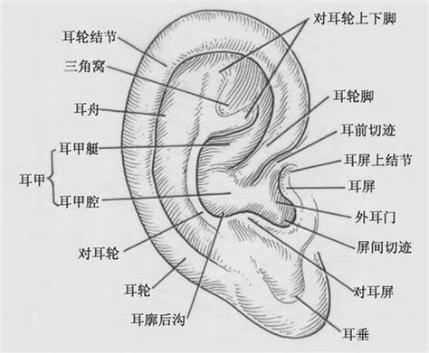 耳廓 意思|耳廓是什么意思